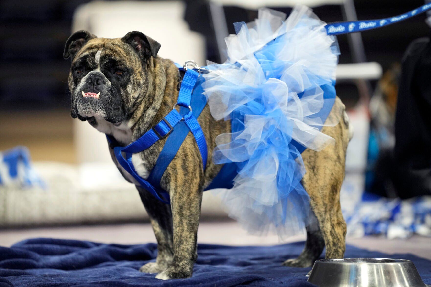 Beautiful Bulldogs
